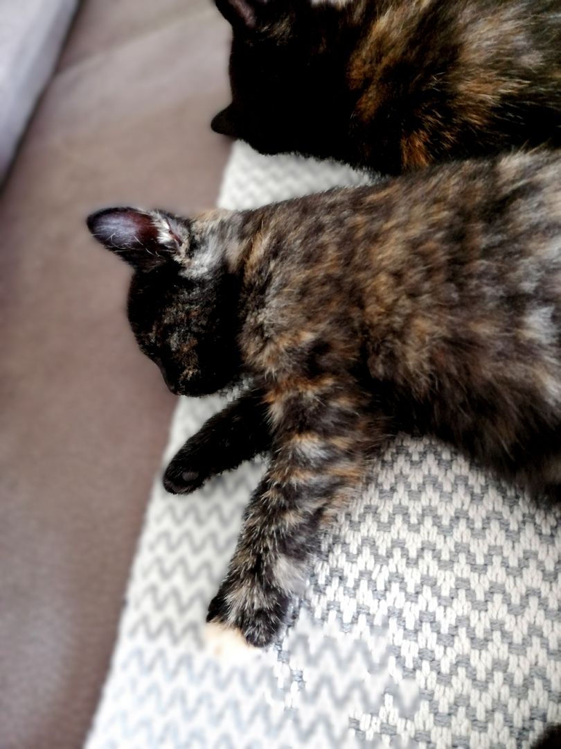 BKH Bengal Russisch Blau Mix Kitten Kätzchen Katzenbabys Edelmix