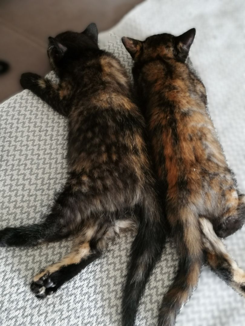 BKH Bengal Russisch Blau Mix Kitten Kätzchen Katzenbabys Edelmix
