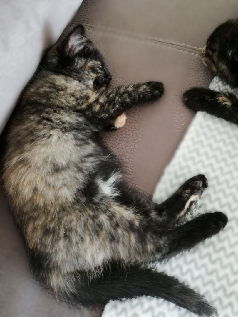 BKH Bengal Russisch Blau Mix Kitten Kätzchen Katzenbabys Edelmix