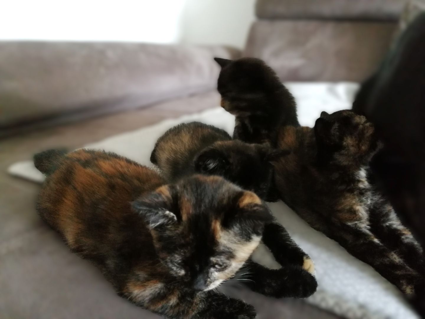 BKH Bengal Russisch Blau Mix Kitten Kätzchen Katzenbabys Edelmix