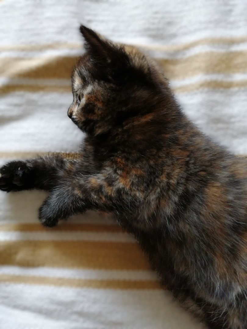 BKH Bengal Russisch Blau Mix Kitten Kätzchen Katzenbabys Edelmix