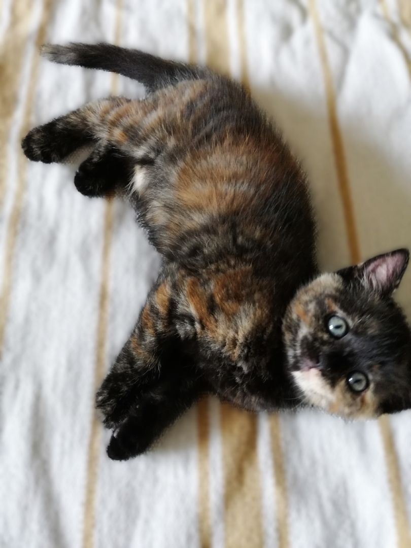 BKH Bengal Russisch Blau Mix Kitten Kätzchen Katzenbabys Edelmix