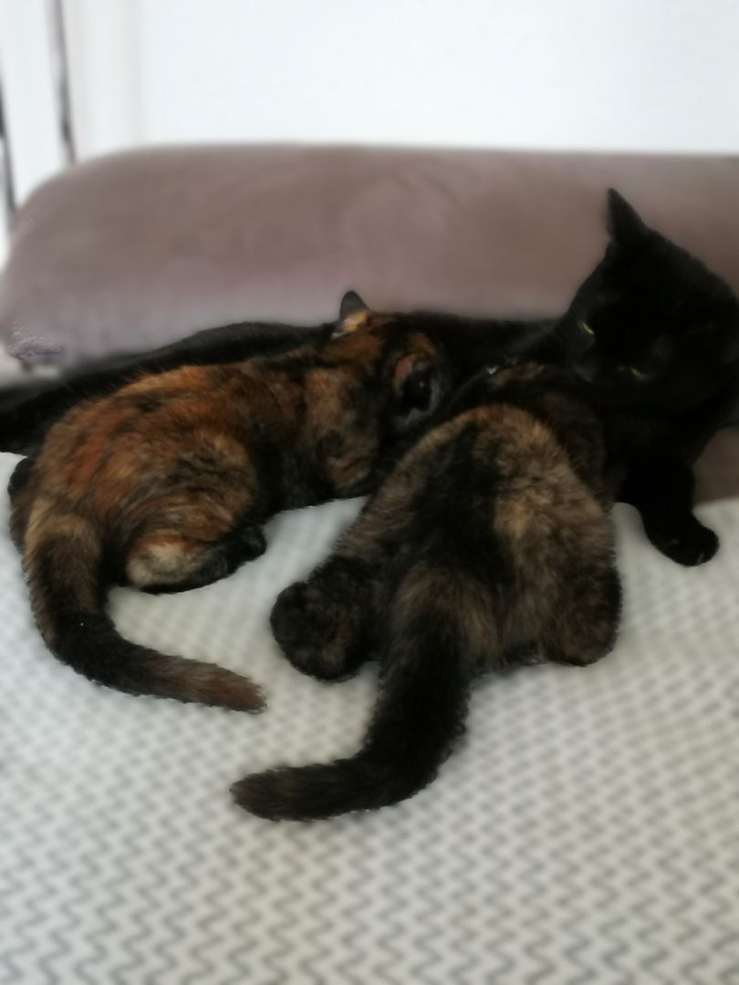 BKH Bengal Russisch Blau Mix Kitten Kätzchen Katzenbabys Edelmix