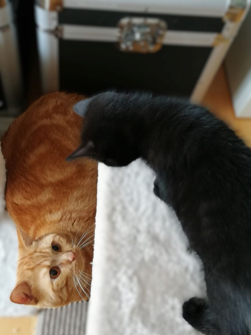 BKH Bengal Russisch Blau Mix Kitten Kätzchen Katzenbabys Edelmix