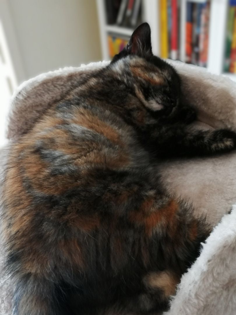 BKH Bengal Russisch Blau Mix Kitten Kätzchen Katzenbabys Edelmix