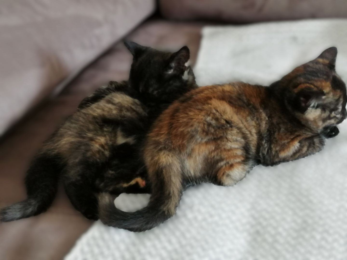 BKH Bengal Russisch Blau Mix Kitten Kätzchen Katzenbabys Edelmix