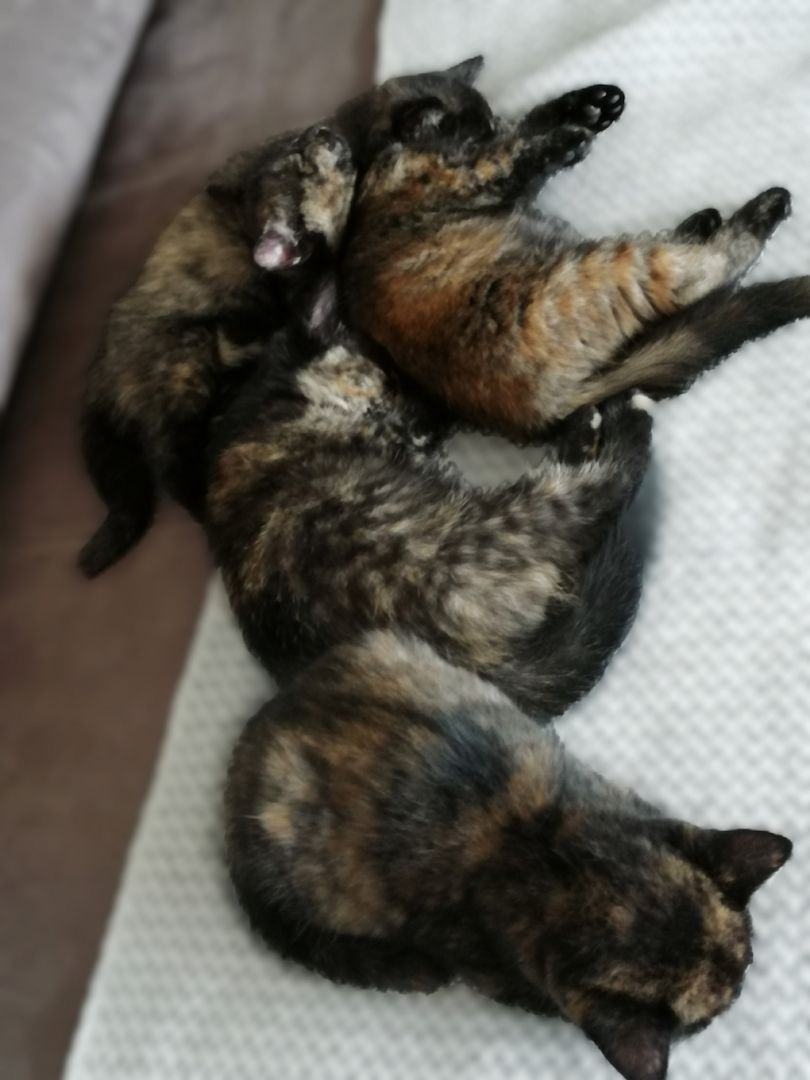 BKH Bengal Russisch Blau Mix Kitten Kätzchen Katzenbabys Edelmix