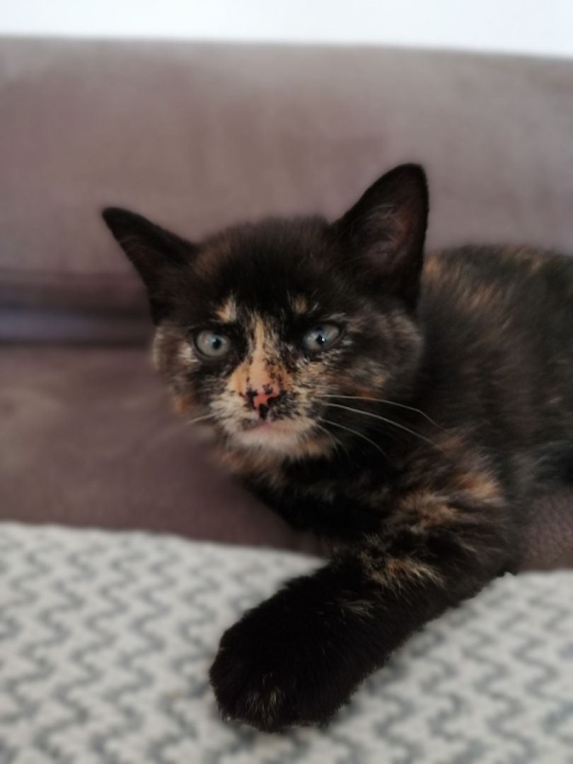 BKH Bengal Russisch Blau Mix Kitten Kätzchen Katzenbabys Edelmix