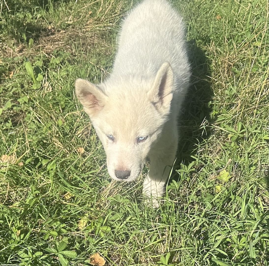 Vladimir Siberian, Malamutes sucht als letzter sein Traumzuhause Vladimir Siberian, Malamutes sucht als letzter sein Traumzuhause