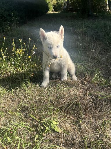 Vladimir Siberian, Malamutes sucht als letzter sein Traumzuhause Vladimir Siberian, Malamutes sucht als letzter sein Traumzuhause