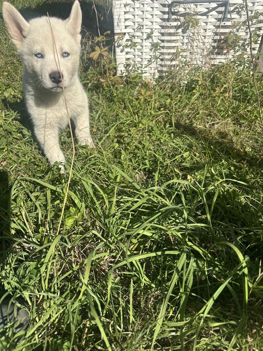Vladimir Siberian, Malamutes sucht als letzter sein Traumzuhause Vladimir Siberian, Malamutes sucht als letzter sein Traumzuhause