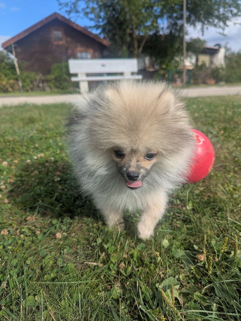 🐾 Süße Zwergspitz Hündin (4 Monate) sucht Zuhause