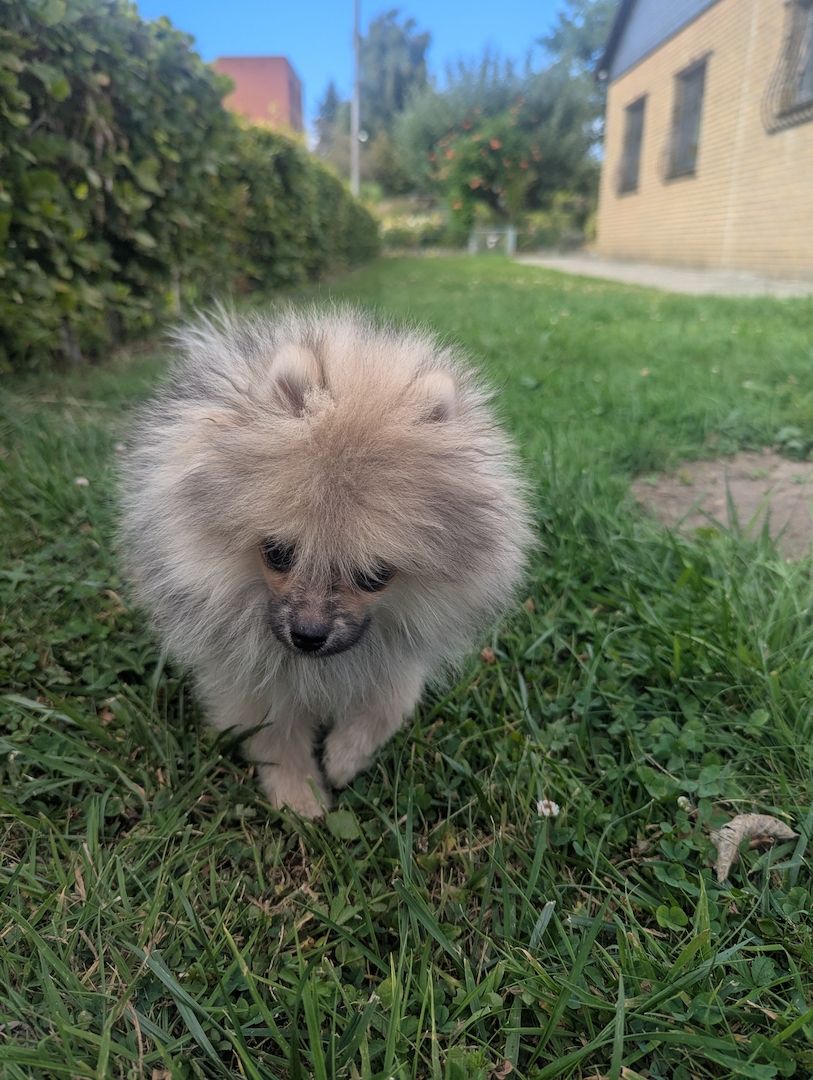 🐾 Süße Zwergspitz Hündin (4 Monate) sucht Zuhause