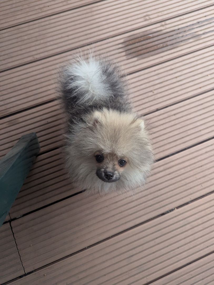 🐾 Süße Zwergspitz Hündin (4 Monate) sucht Zuhause