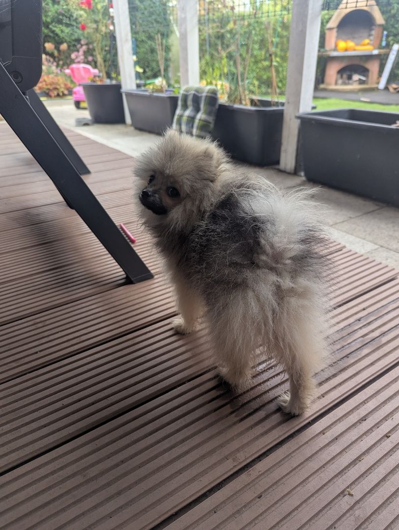 🐾 Süße Zwergspitz Hündin (4 Monate) sucht Zuhause