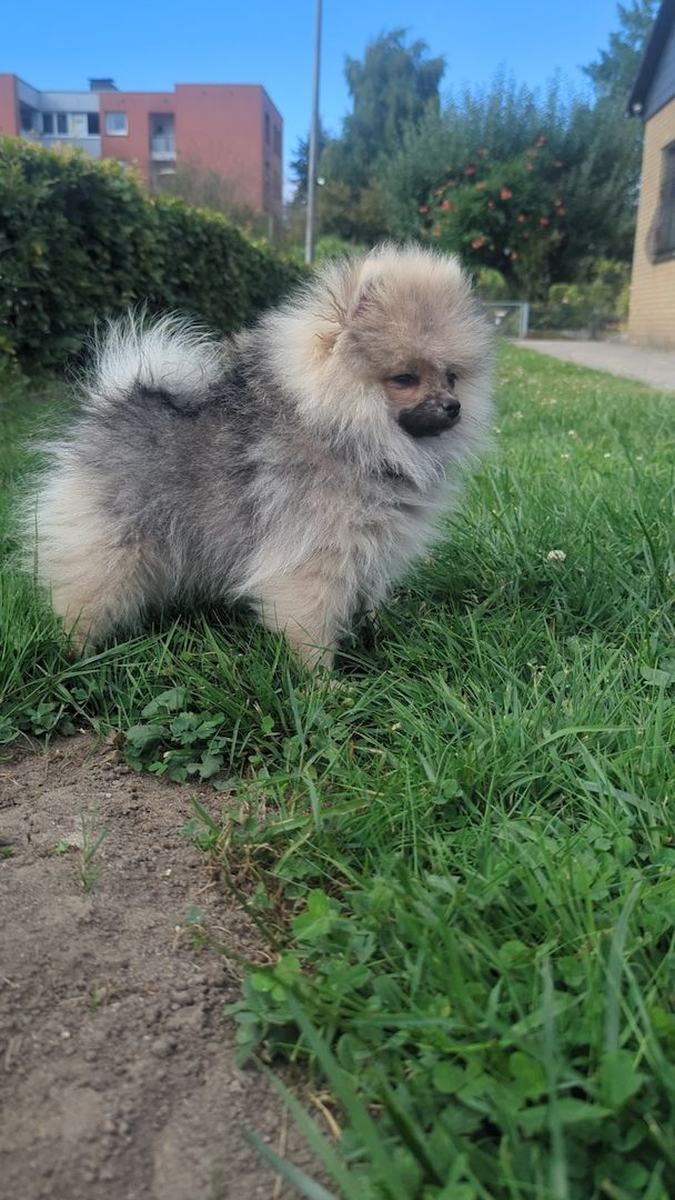 🐾 Süße Zwergspitz Hündin (4 Monate) sucht Zuhause