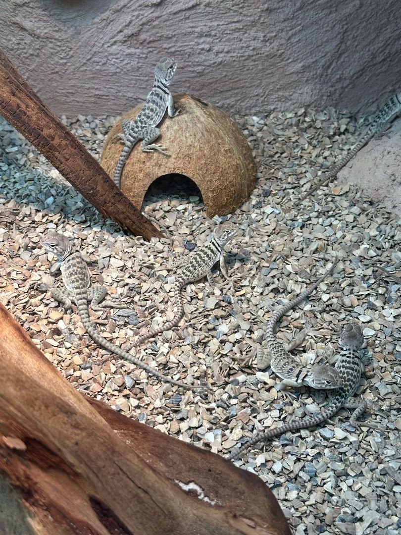 Halsbandleguane Crotaphytus collaris