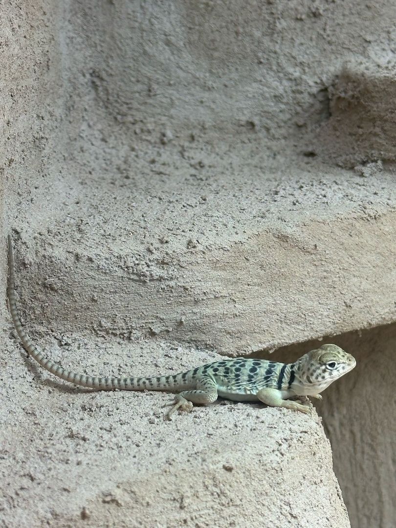 Halsbandleguane Crotaphytus collaris