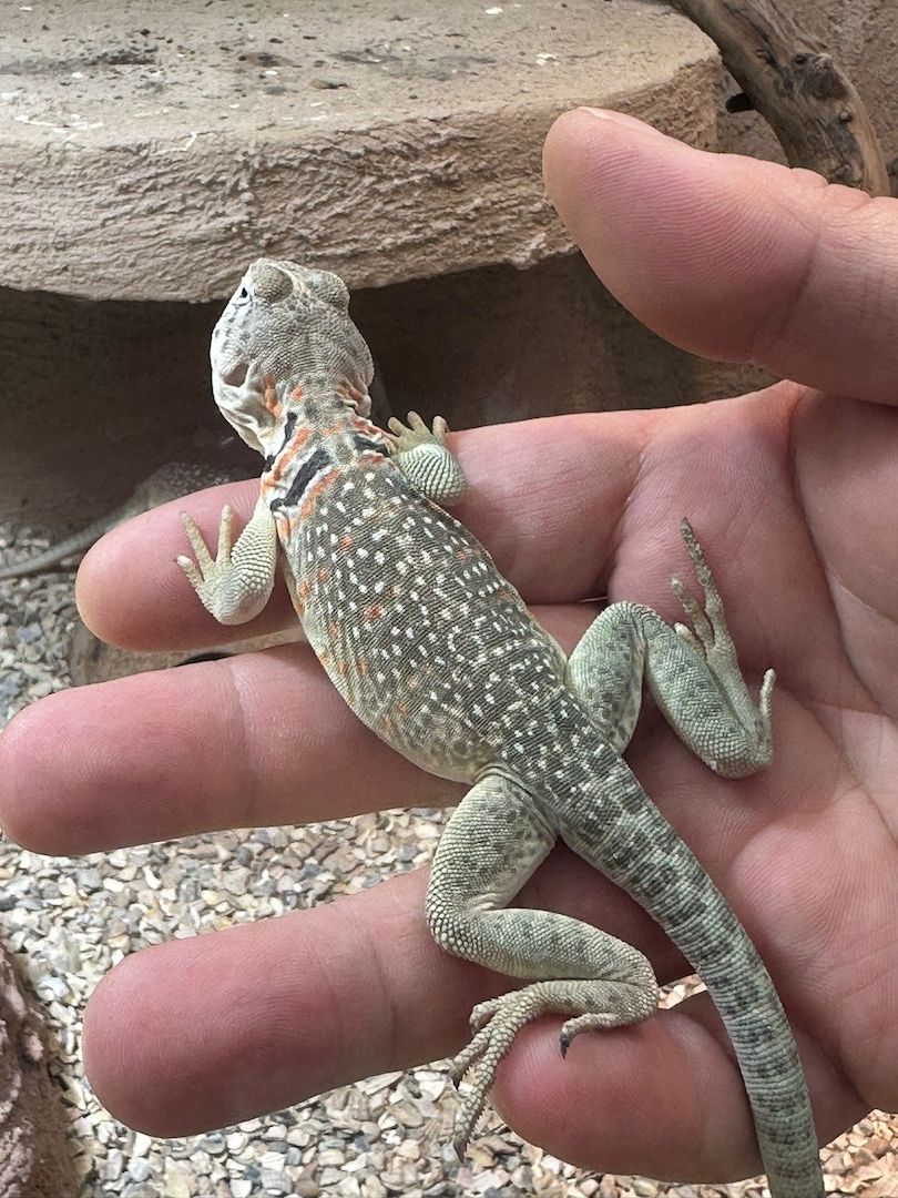 Halsbandleguane Crotaphytus collaris