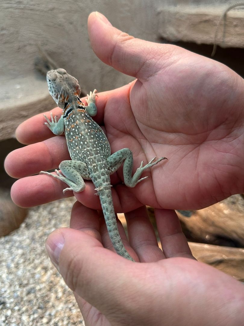 Halsbandleguane Crotaphytus collaris