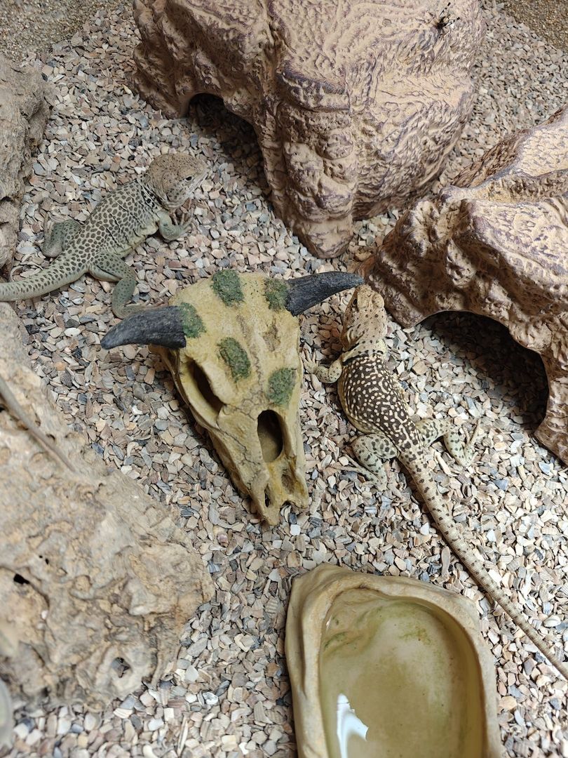 Halsbandleguane Crotaphytus collaris