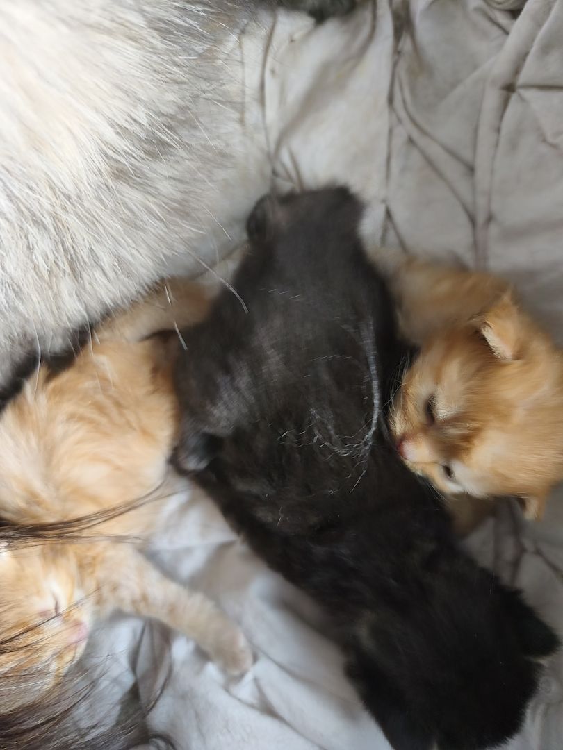 Maincoon persermix kitten