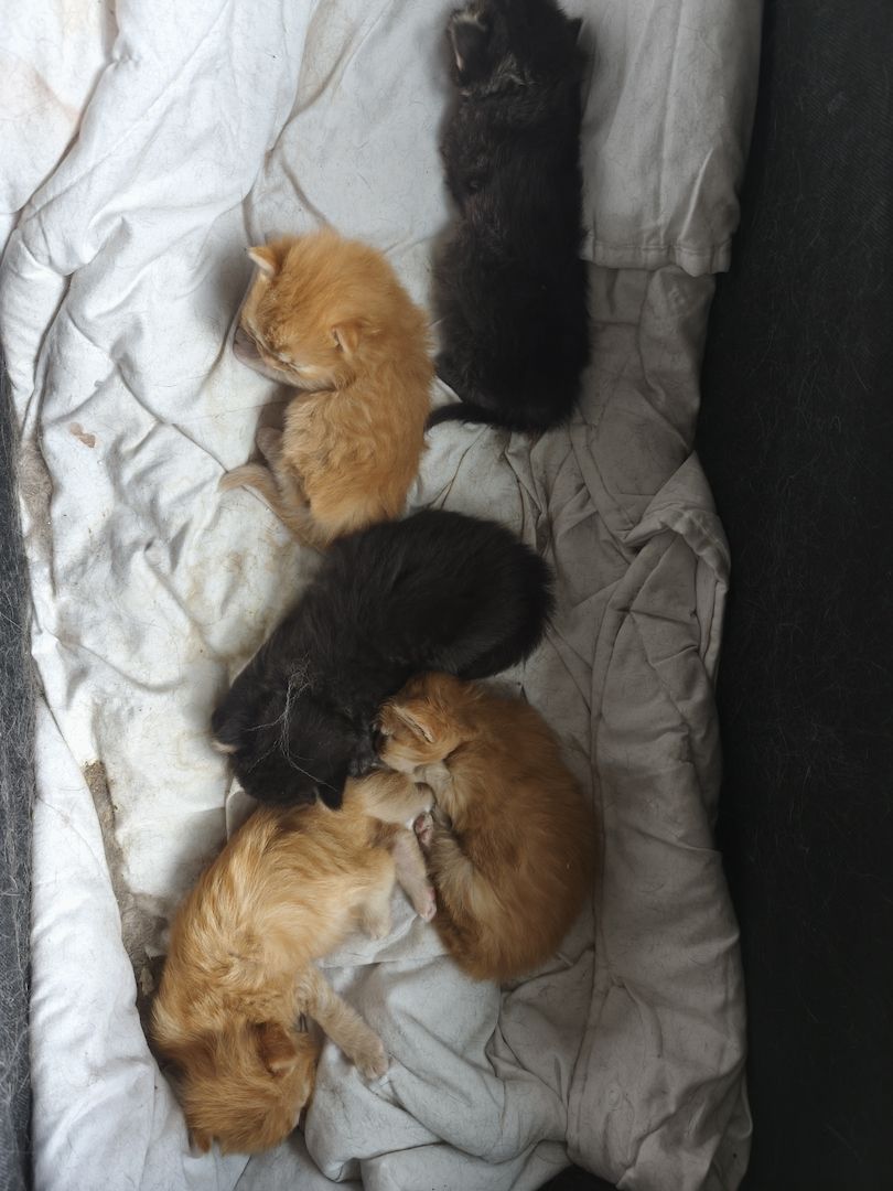 Maincoon persermix kitten