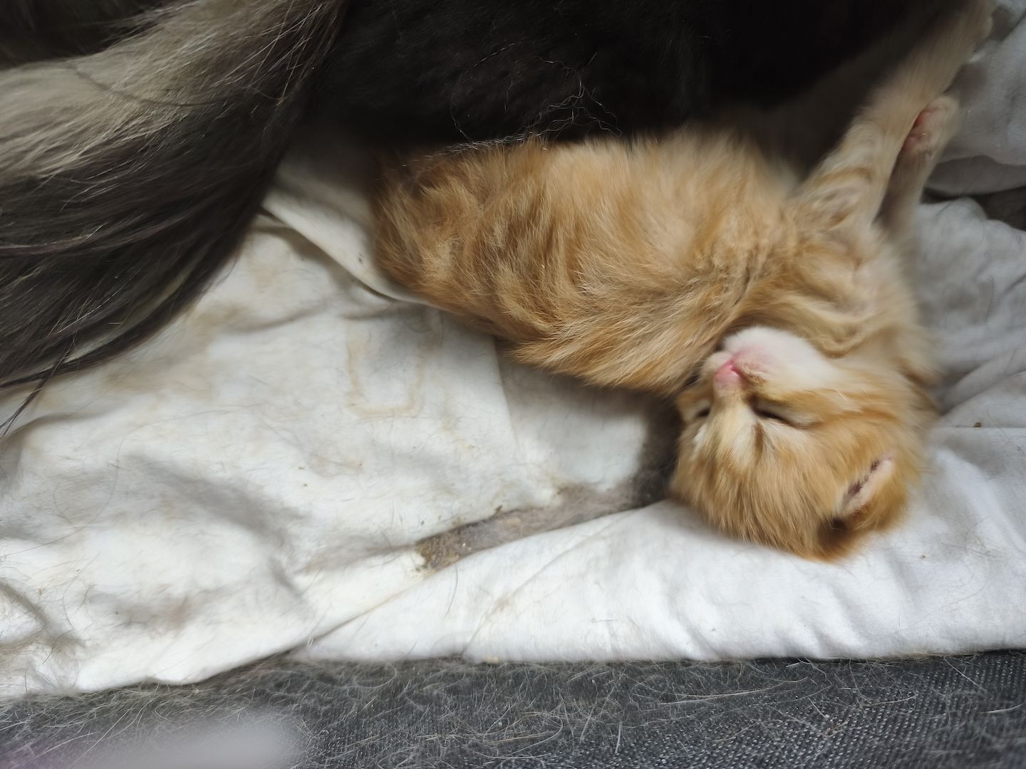 Maincoon persermix kitten