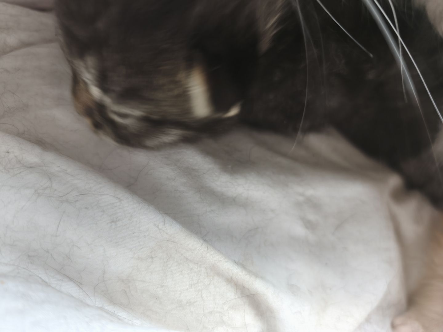 Maincoon persermix kitten