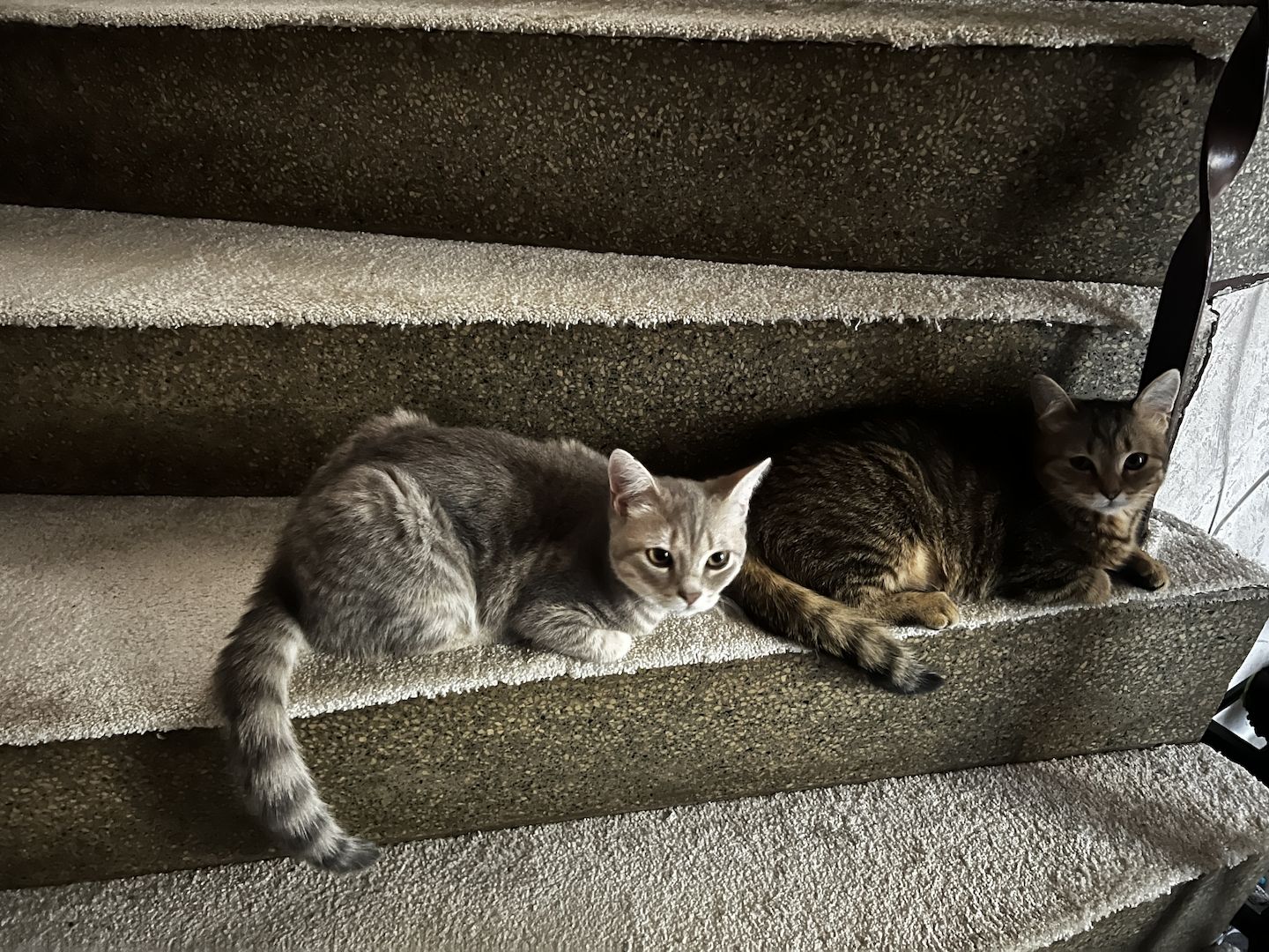 Zwei liebevolle BKH-Katzen mit komplettem Zubehör abzugeben