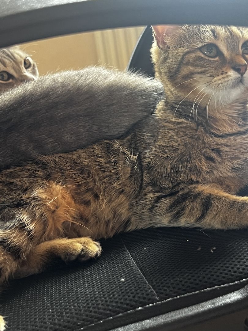 Zwei liebevolle BKH-Katzen mit komplettem Zubehör abzugeben