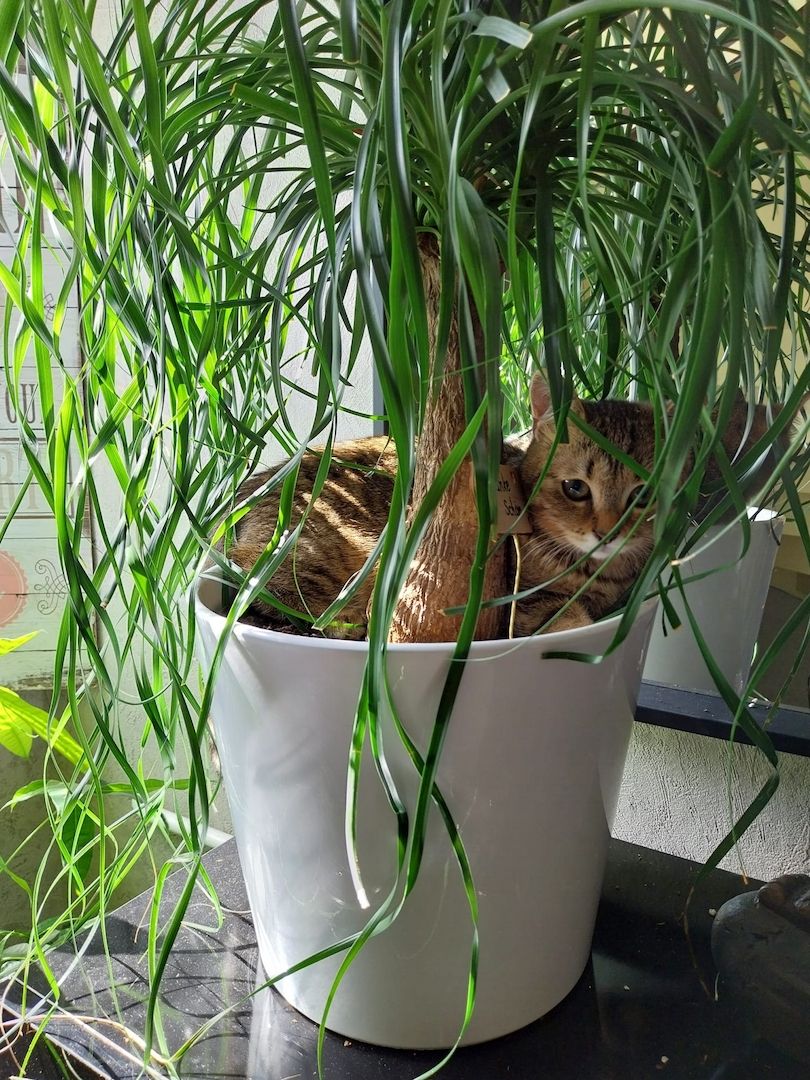 Zwei liebevolle BKH-Katzen mit komplettem Zubehör abzugeben