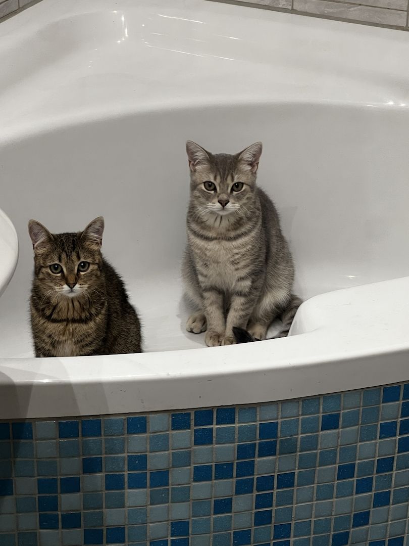 Zwei liebevolle BKH-Katzen mit komplettem Zubehör abzugeben