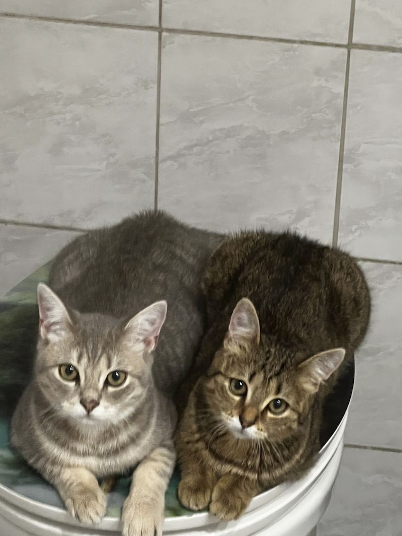 Zwei liebevolle BKH-Katzen mit komplettem Zubehör abzugeben