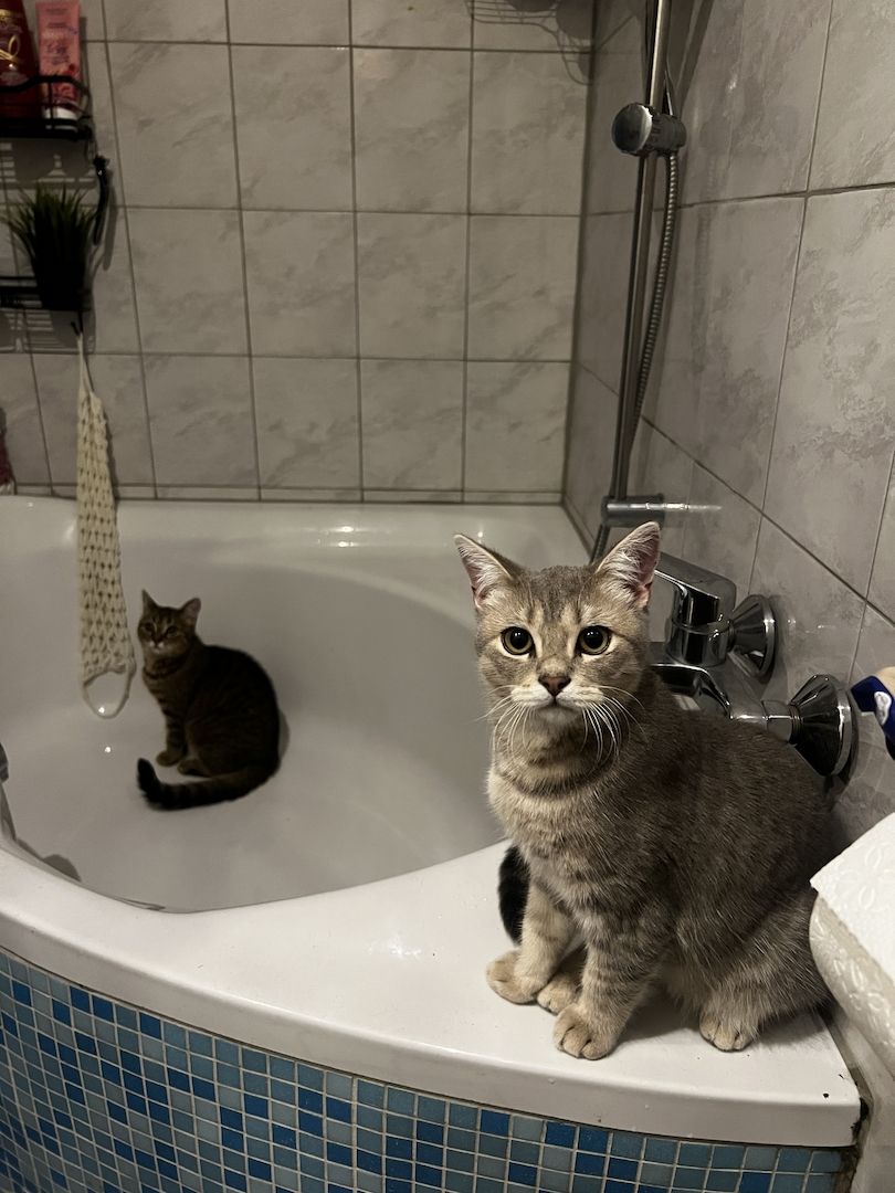 Zwei liebevolle BKH-Katzen mit komplettem Zubehör abzugeben