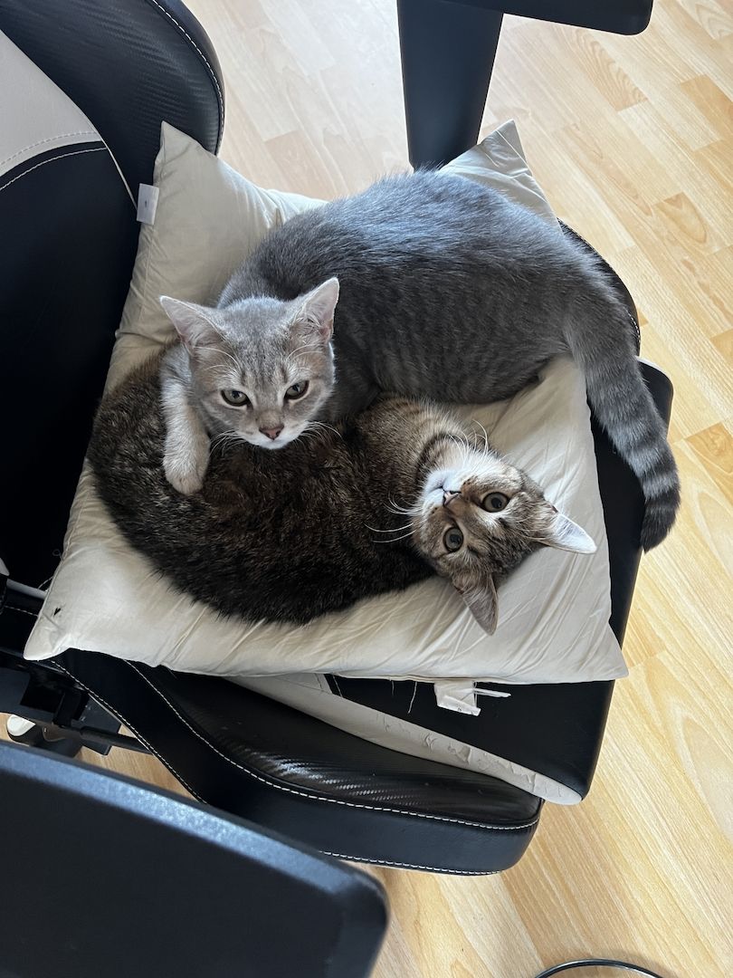 Zwei liebevolle BKH-Katzen mit komplettem Zubehör abzugeben