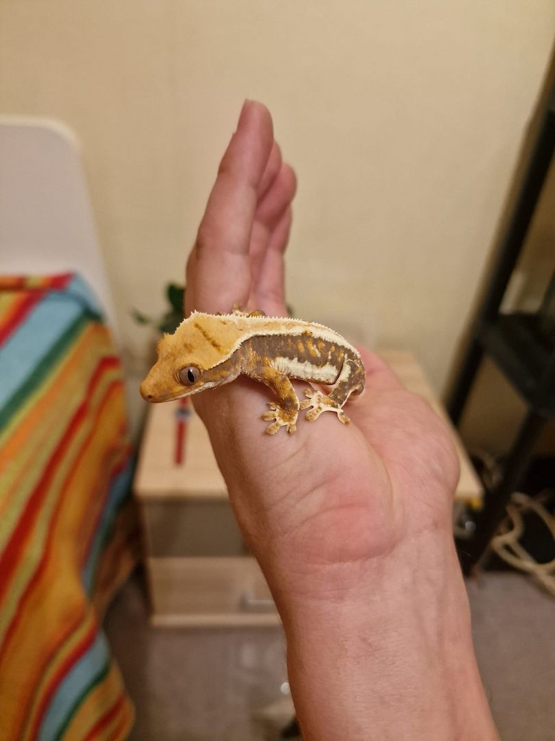 Kronengecko Weibchen Lilly White