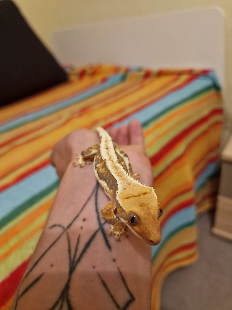 Kronengecko Weibchen Lilly White