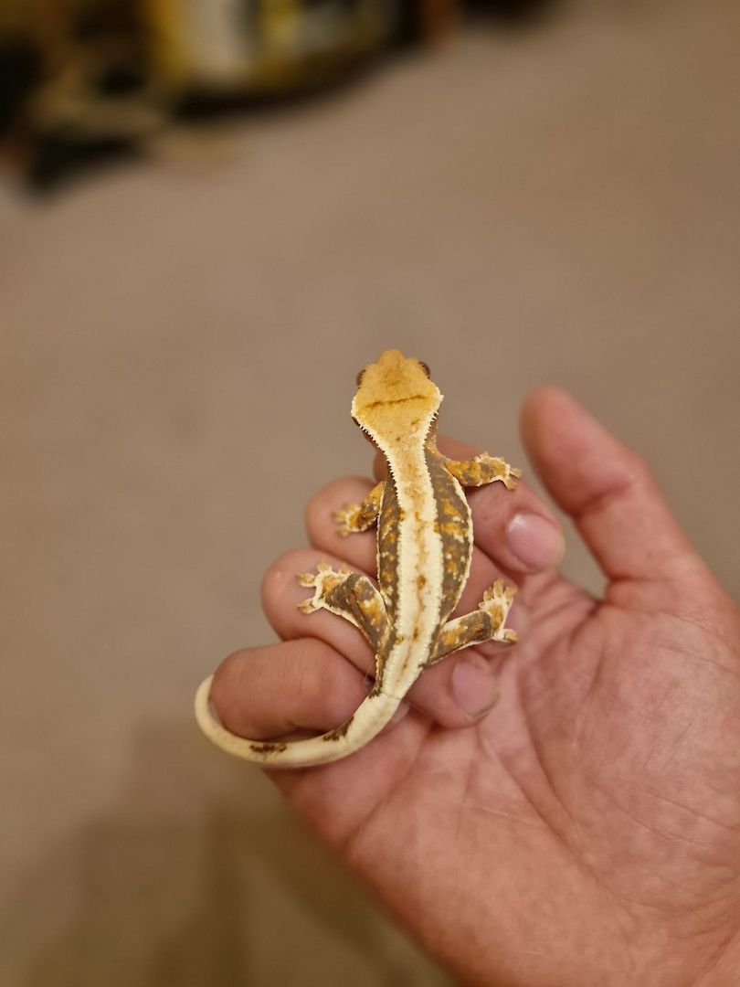 Kronengecko Weibchen Lilly White