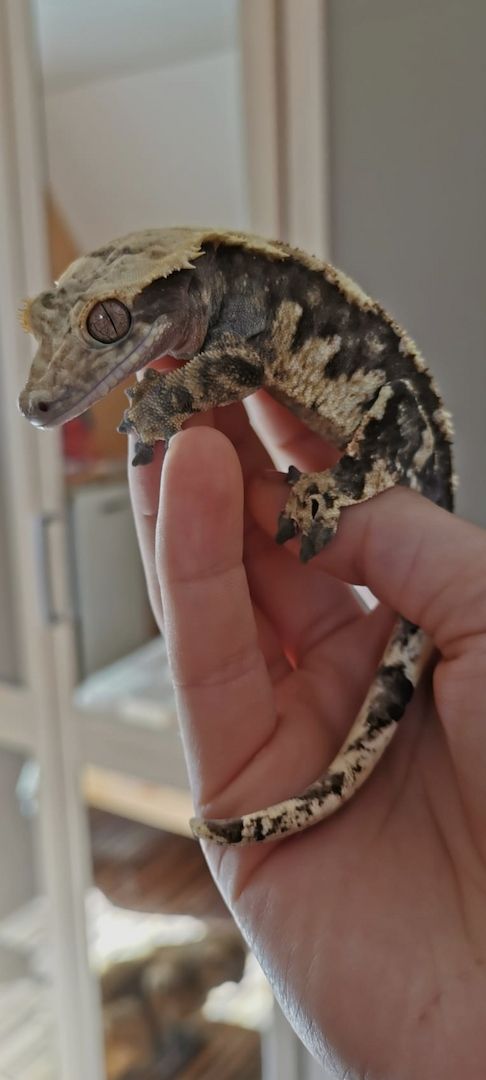 Kronengecko Harlekin