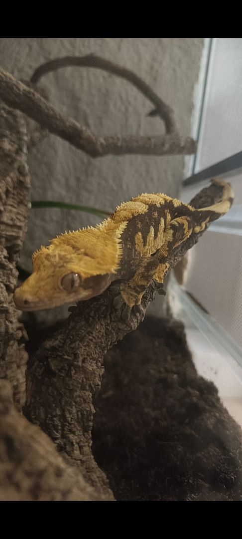 Kronengecko Harlekin