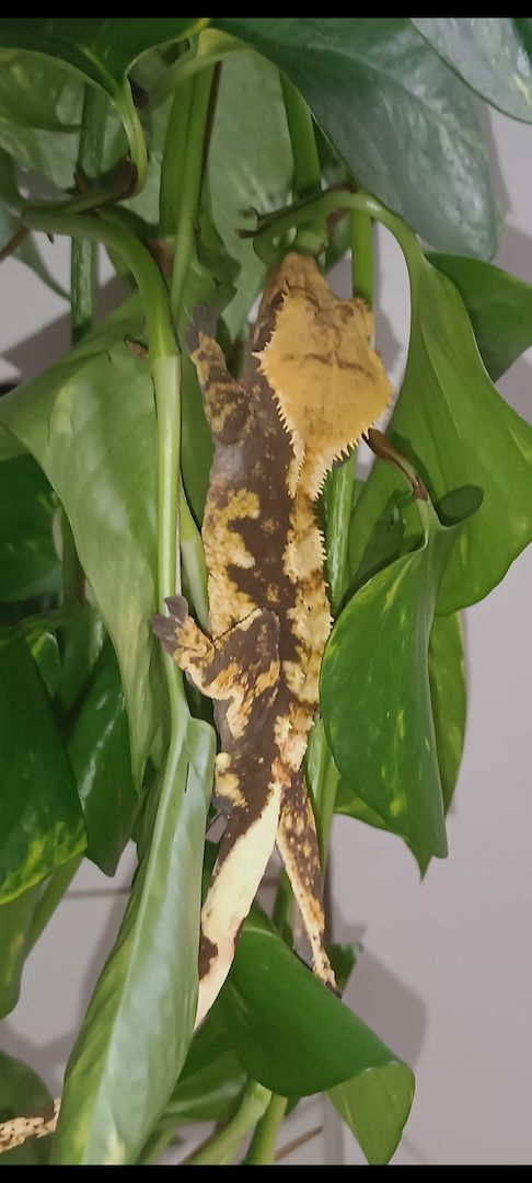 Kronengecko Harlekin