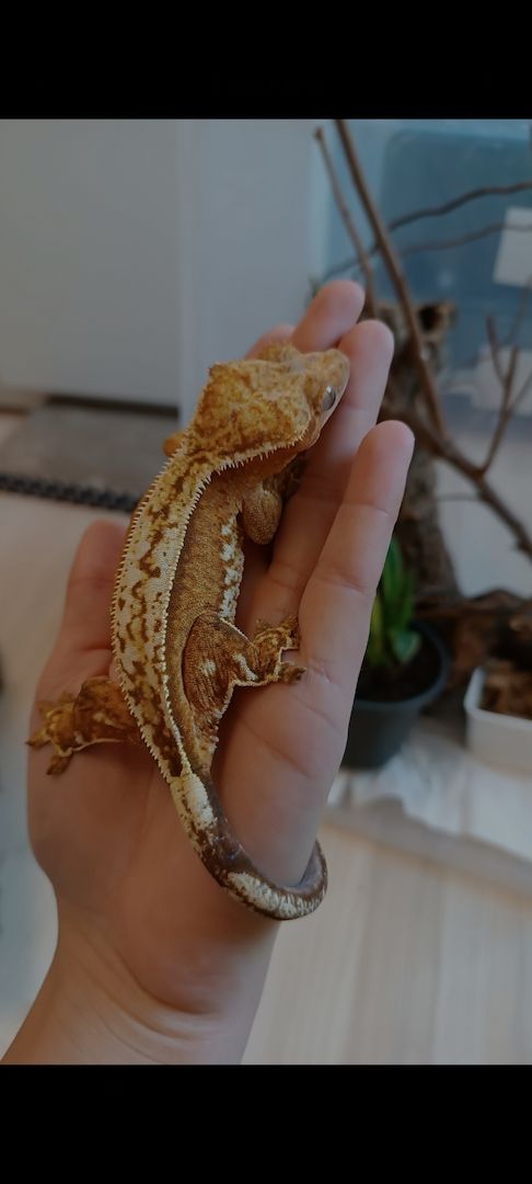 Kronengecko Weibchen