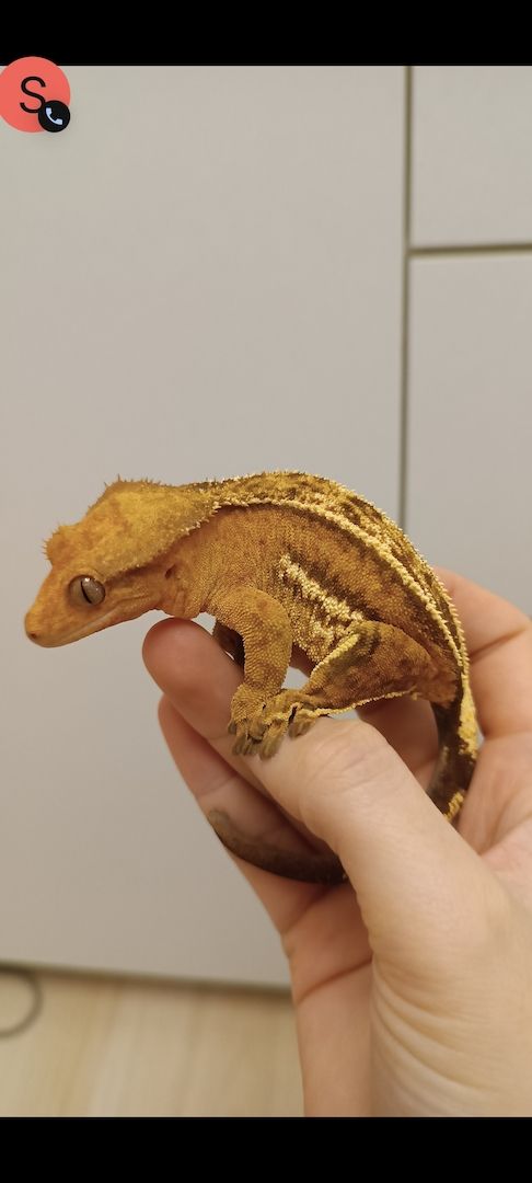 Kronengecko Weibchen