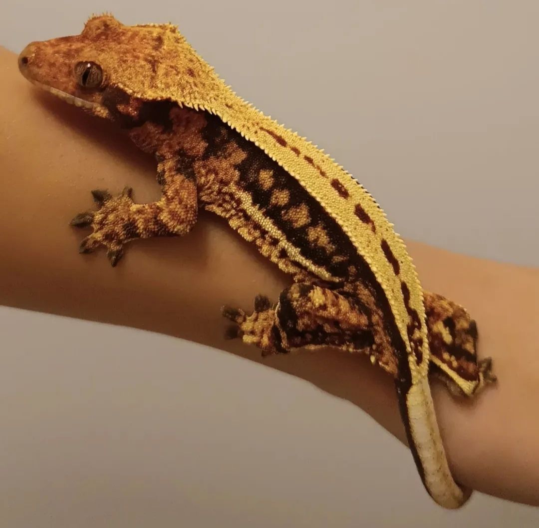 Kronengecko Weibchen