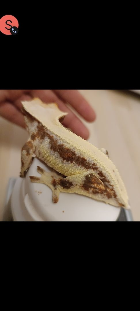 Kronengecko Weibchen LW