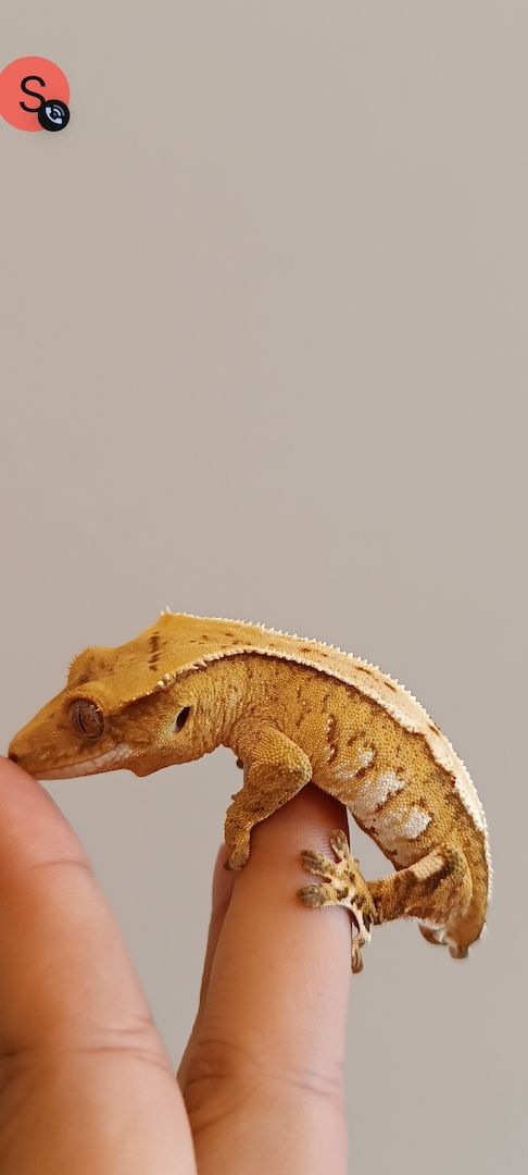 Kronengecko Creamcircle