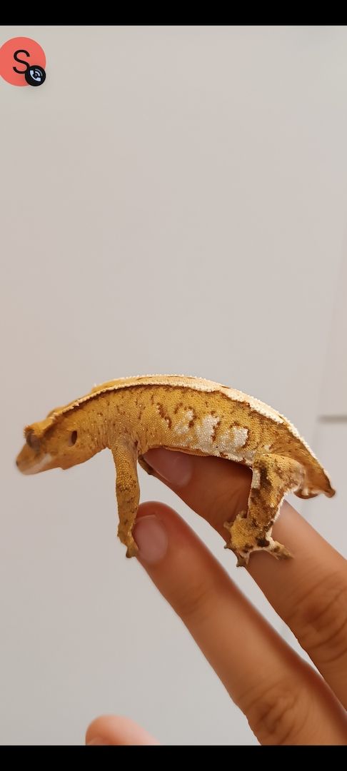 Kronengecko Creamcircle