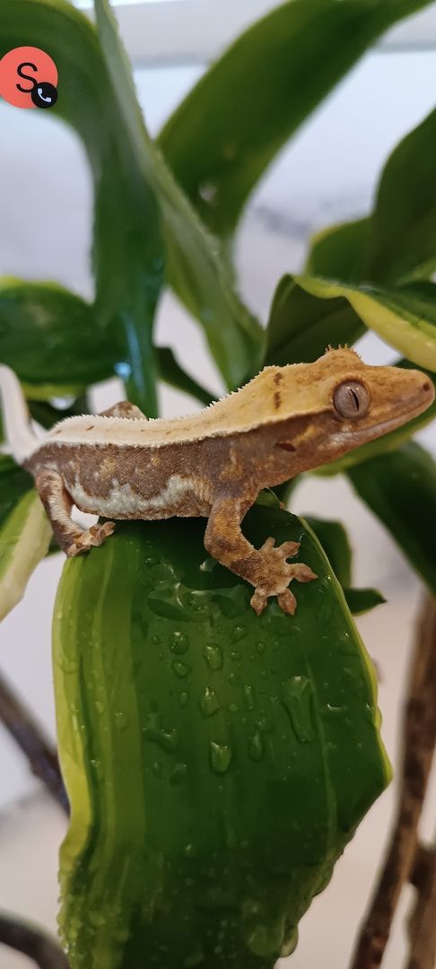 Kronengecko Lillywhite Weibchen