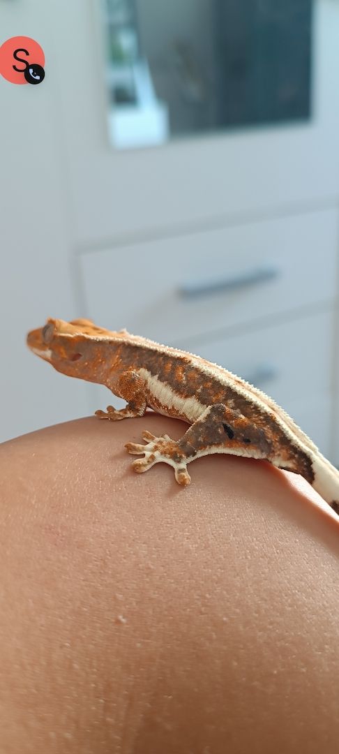 Kronengecko Weibchen Lilly White